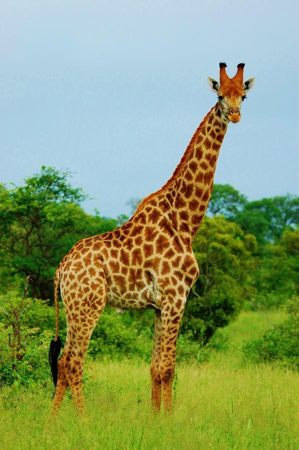 Legend Simba Safari - Legend Golf Safari Resort Golders Green 외부 사진