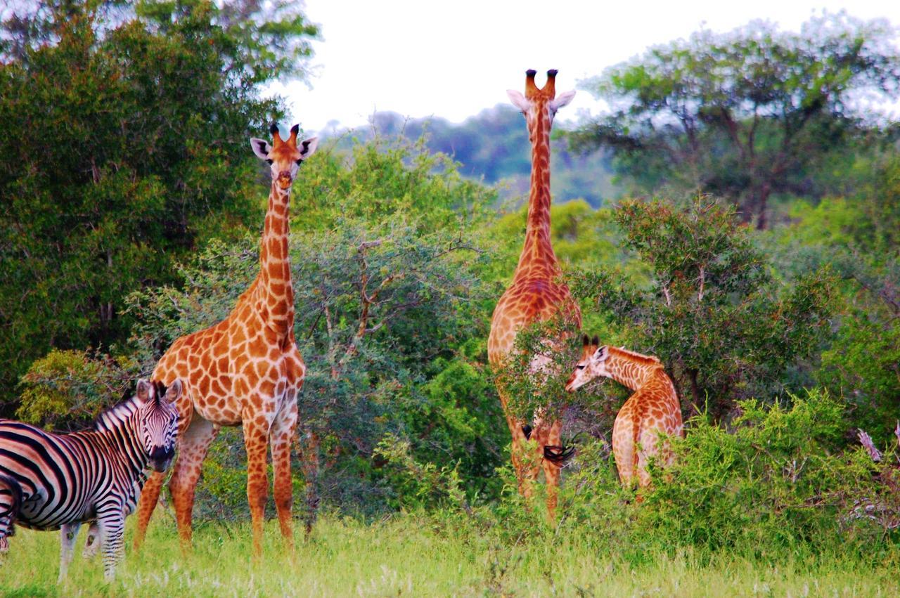 Legend Simba Safari - Legend Golf Safari Resort Golders Green 외부 사진