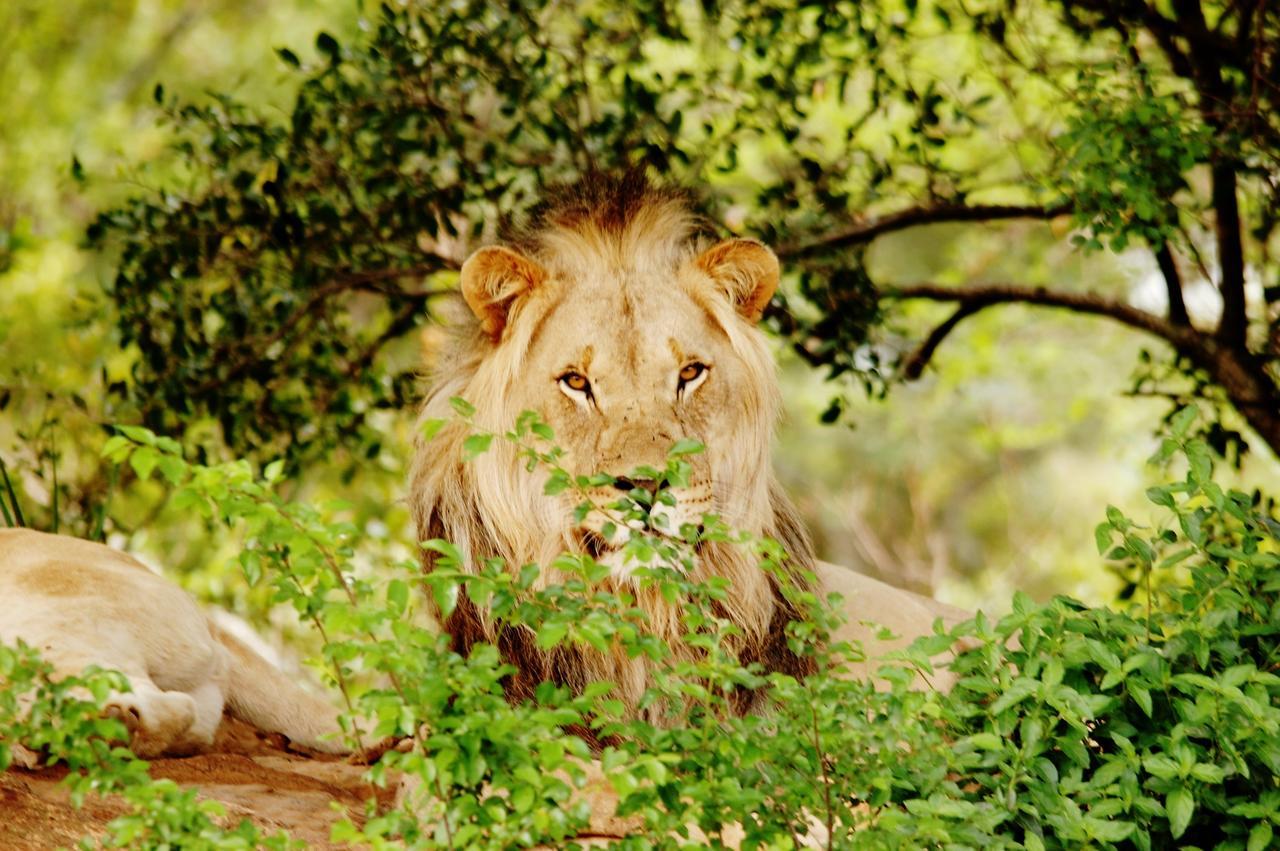Legend Simba Safari - Legend Golf Safari Resort Golders Green 외부 사진